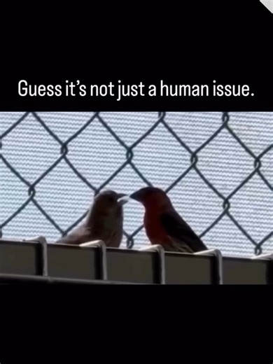 Guess it's not just a human issue - Bird Meme