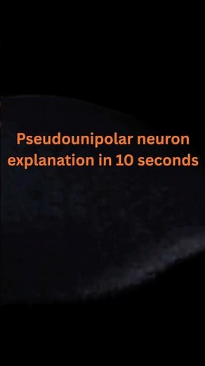Pseudounipolar neuron in 10 seconds 💫#anatomy #trending #science #humananatomy