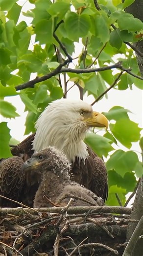 36K views · 4.2K reactions | The majestic bald eagle 礪 . . . . . #fblifestyle #usa #Eagles #wildlife #birds #nature | We Love Eagles | Facebook