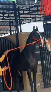 Like 💙 | animal breeding