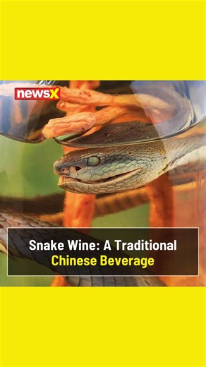 1.4K views | Sip into the world of Snake Wine! ✨ Discover the ancient tradition of distilling snake essence for a powerful elixir. From medicinal benefits to exotic flavors, explore the mystery of snake-infused spirits! . . . #snake #wine #vietnam #alchohol #SnakeWine #informativereels #viralreels #Chinesebeverage #chinatown #chinesemedicine #WatchNow | NewsX | Facebook