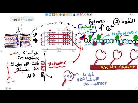 Excitation contraction coupling#physiology