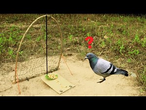 Easy Bird Trap Using Nets | Creative Catching Technique | Unique Primitive Survival Skill