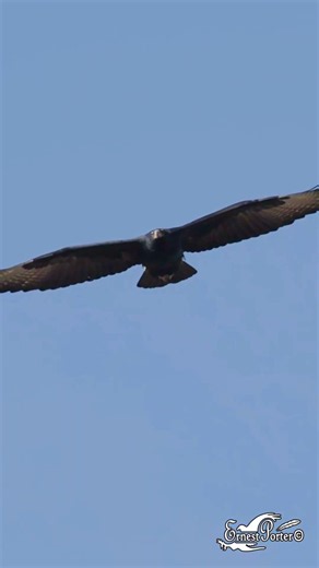 2026 Walter Sisulu Garden Black Eagle Breeding Season Update - Part 5 🪺
