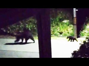 ヒグマ出没相次ぐ札幌市、２地域に警戒情報 市「ゴミの管理徹底を」