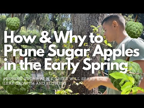 How and Why to Prune Sugar Apple in Early Spring