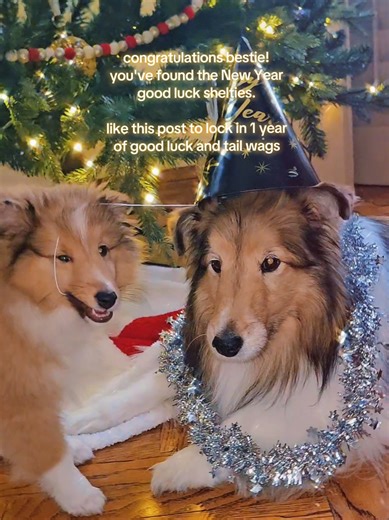 Happy New Year Wishes for Shelties and Friends