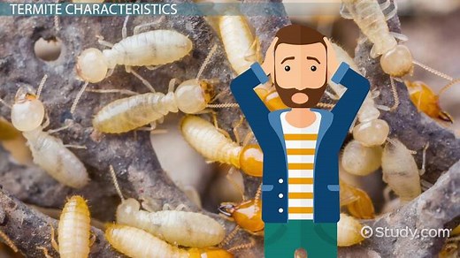 Termites Definition, Roles & Types