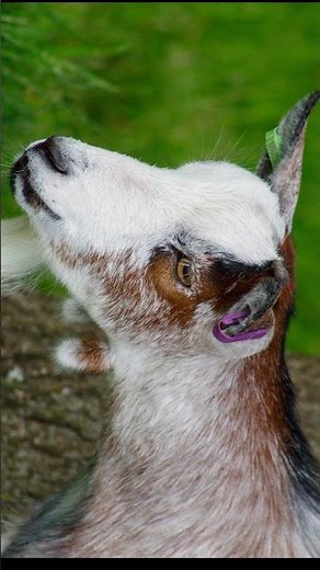 All photos taken on the canon eos 4000d with an EF75-300mm mk3 lens #canon #photography