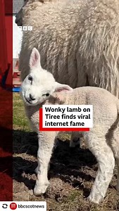 @bbcscotnews A lamb born on the Isle of Tiree has become an internet star, thanks to her bent neck and wobbly walk. Wonky the lamb is thought to have been squashed in the womb by her larger brother, causing the condition. Croft owner Rhoda Meek decided to share Wonky on her social media accounts, and she quickly attracted attention. She said: "This little lamb had a wonky, bent-backed neck and I wasn't very sure if she'd be able to drink from her mother. "I had to feed her by tube and then I sta