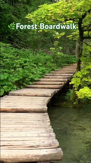 🌿 Let’s Take a Walk on the Forest Boardwalk