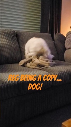 Copy cat... no dog! #cutedog #happydog