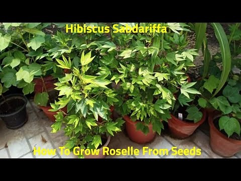 How To Grow Roselle/Ambadi/Hibiscus Sabdariffa From Seeds