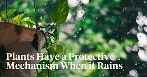 Why Plants Panic When It Rains