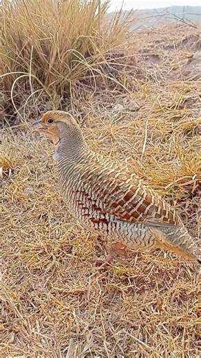 Real gray partridge sounds | teetar ki awaz#realsounds #teetarvoice #wildbird #birdsounds