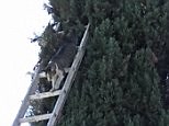 Clever cat climbs down LADDER after getting stuck up tree