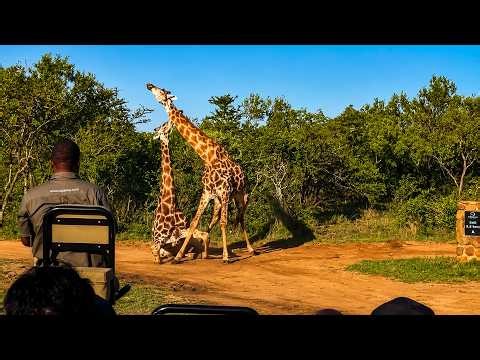 Two Male Giraffes Fight For A Female And One Crashes Down