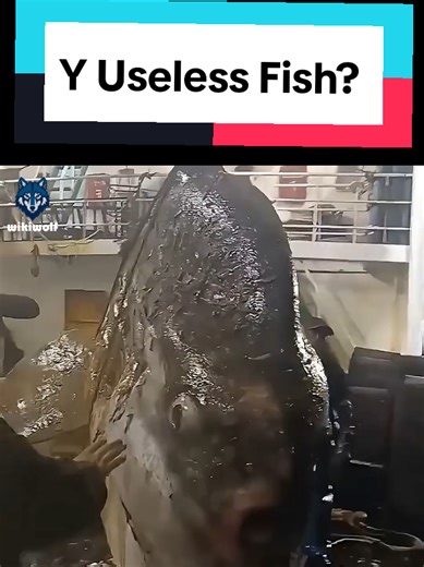 why sunfish is useless fish ever #uselessfish #sunfish | Sunfish