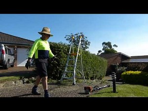 How to Trim a huge overgrown hedge