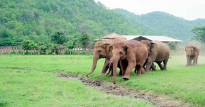 Orphaned Baby Elephant Stands Alone: Millions Brought To Tears Moment Entire Herd Comes Rushing In