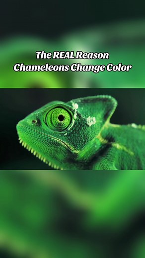 The REAL Reason Chameleons Change Color #animals #learnontiktok #science