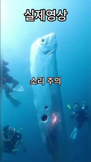 실제영상 동해안 심해 물고기 괴물