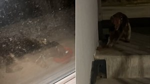 'Chilling' moment mystery creature resembling blood-sucking Chupacabra and labelled a 'skin-walker' turns up outside terrified woman's house