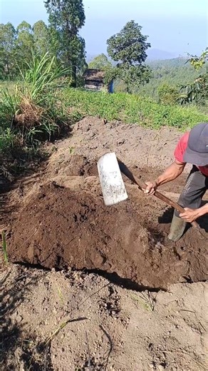 Proses pengolahan lahan sayur #petani #petanisayur #mencangkul #fbpro #reels #fyp | Hari Hario