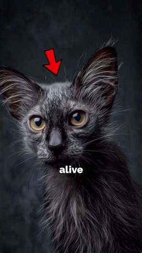 Most Bizarre Cat Breeds on Earth (Which Would You Own?)