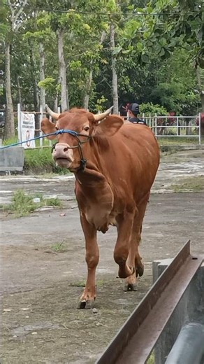 Sapi betina limosin cantik masuk pasar !!