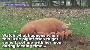 "When pigs fly." Momma pig had a little too much of one of piglets and launches it airborne. | KSTP-TV