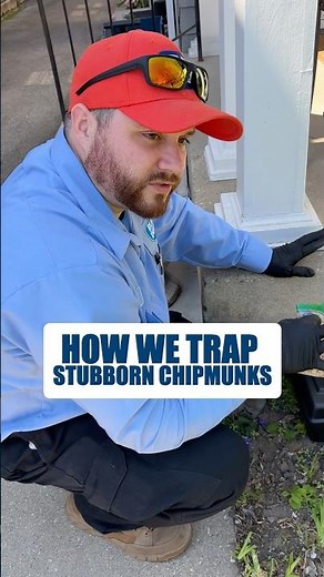 Chipmunk Trap Setup: How Pros Make It More Tempting #shorts