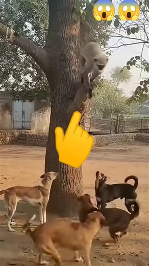 Dogs vs Monkey Epic Fight Monkey Defends Itself on Tree Against Pack of Dogs😱😱