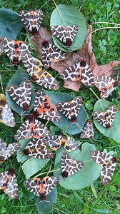 Arctia caja / Garden tiger moth Insta: @coppensb | Moth of the day