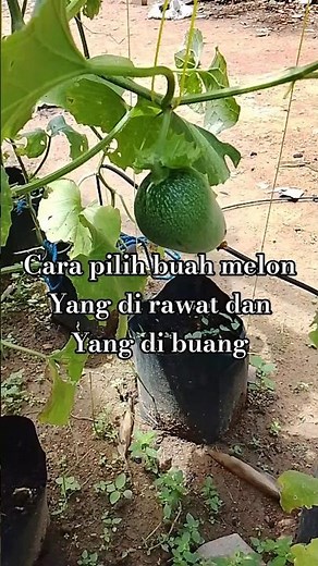 How to choose melons that should be cared for and discarded