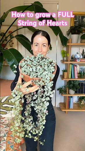 🌵How to fill out your String of Hearts | the Ceropegia woodii