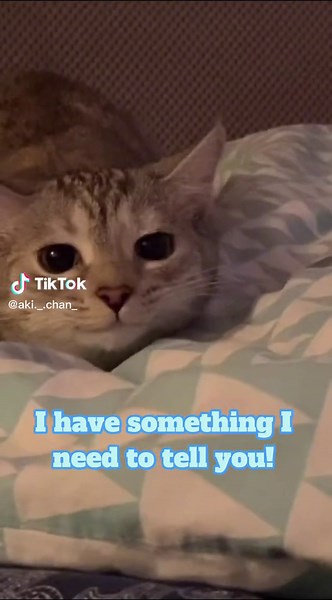 Japanese Cat Meows and Makes Funny Faces