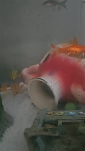 Kermit has kept this fish for awhile now. Albino African clawed frogs don't see too well, so when the fish group together, it's easier for him to get one. And yes his tank needs done. But I'm getting ready to move soon, so I'm waiting for that. Then he's getting completely redone. New sand and maybe a pump, if I can't get this one to work. It stopped, so that's a project for after work. #panicmanerva #albinoafricanclawedfrogs