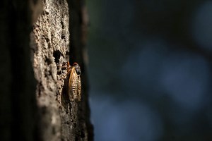 Comic video features humans reenacting cicada life cycle