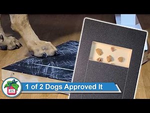 My Dogs Tried "The PallyPad" Scratch Board to File Their Nails