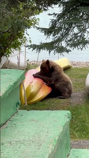 This Fat Bear Has Questions About the Kayak