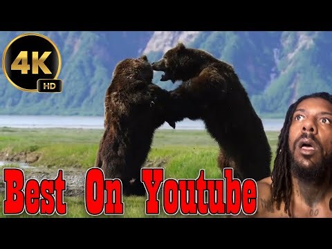 Most Intense Bear Fight Ever Caught On Camera