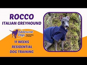 Rocco the Italian Greyhound Puppy | 11 Weeks Residential Dog Training