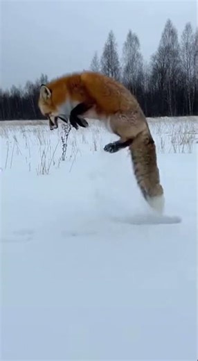 Fox Jumps Into the Snow—What It Finds Beneath Is Incredible 🦊❄️