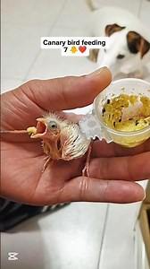 Canary bird feeding 7 🐥❤️