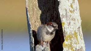 Male House sparrow in urban house garden looking for food from cover. Close up of a male House Sparrow (Passer domesticus) outside its nest in a tree branch.