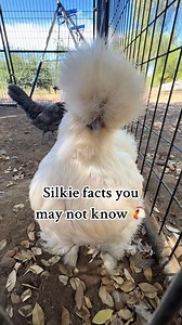 5.8K views · 37 reactions | Love my silkie gals! #silkies #chickensoftiktok #silkiechicken #fluffy #fyp. | Simply Chickens | Facebook
