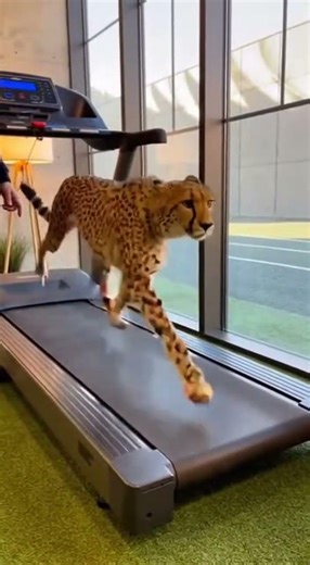 Chetaah on treadmill