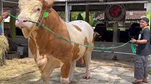 956K views · 18K reactions | sapi lucu GIANT keluar kandang ‼ KANDANG PEDALAMAN  | Pesona wisata kita | Facebook