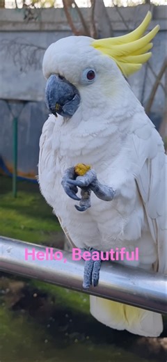 Is Cockatoo native to Australia? #nativebirds #cockatoo #birdwatching
